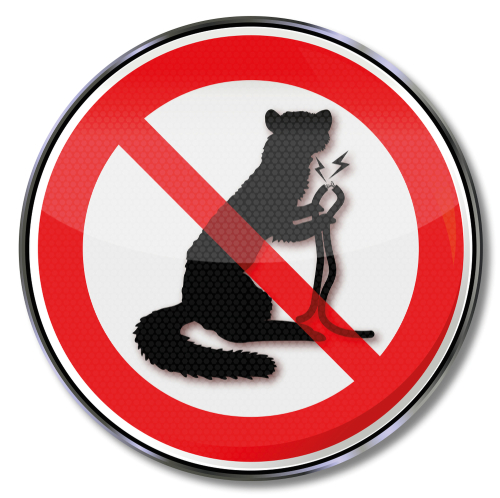 marten bite